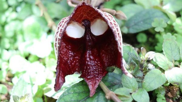 Deretan Tanaman Aneh Bak di Planet Alien