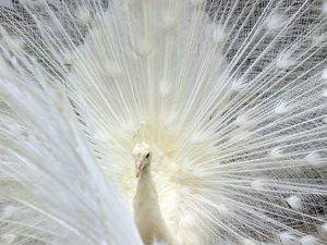 Terpesona Cantiknya Merak Putih di Bukittinggi