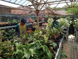 Kisah Eka Dulu Jual Tanaman Hias Cuma dari Kostan, Kini Beromzet Rp 100 Juta Kisah Eka Dulu Jual Tanaman Hias Cuma dari Kostan, Kini Beromzet Rp 100 Juta