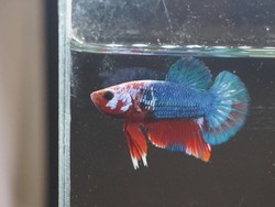 Byur... Omzet Bisnis Cupang di Demak Naik 100%