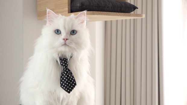 Foto: Kucing CoCo/creamheroes.com Kucing CoCo