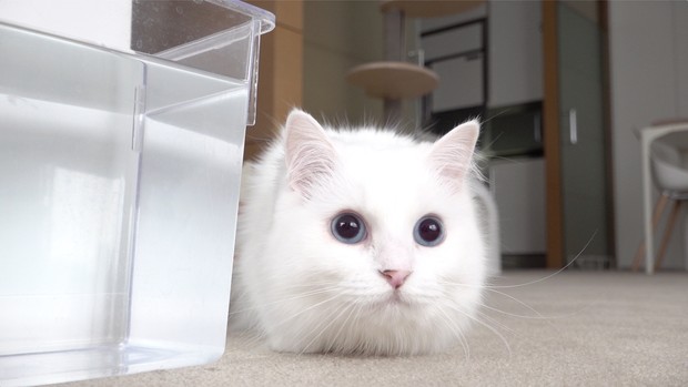 Foto: Kucing LaLa/creamheroes.com Kucing LaLa