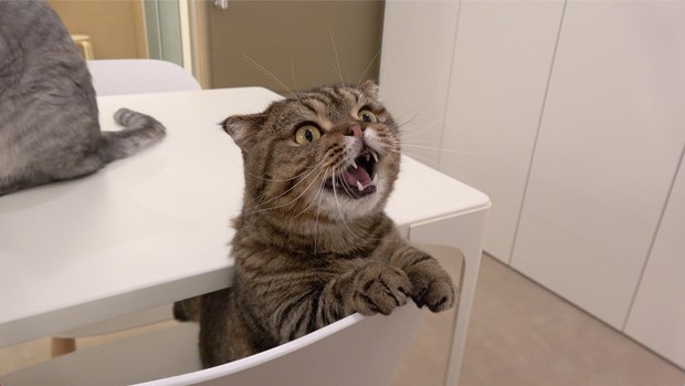 Foto: Kucing LuLu/creamheroes.com Kucing LuLu