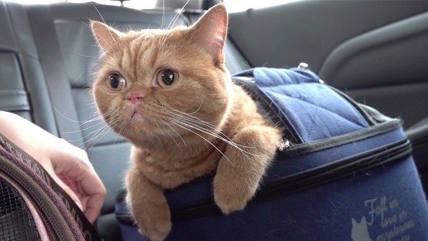 Foto: Kucing MoMo/creamheroes.com Kucing MoMo