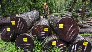 Kayu Perhutani Ciamis Diminati Pasar Eropa dan Asia Lho
