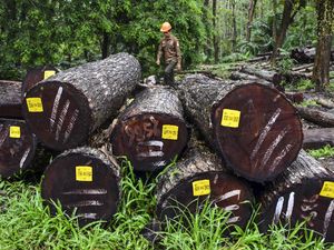 Kayu Perhutani Ciamis Diminati Pasar Eropa dan Asia Lho