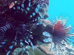 Dua Sejoli yang Cantik tapi Mematikan