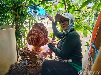 Potret Bunga Bangkai yang Muncul di Bandung