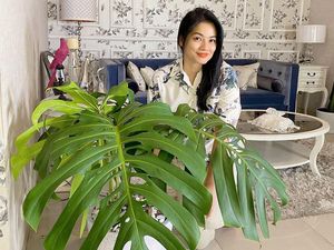 Hobi Tanaman Hias, Titi Kamal Berbagi Tips Merawat Lidah Mertua hingga Caladium Hobi Tanaman Hias, Titi Kamal Berbagi Tips Merawat Lidah Mertua hingga Caladium