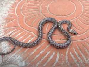 Warga Jakbar Kaget Ular Cecak Keluar dari Tembok WC, Damkar Evakuasi