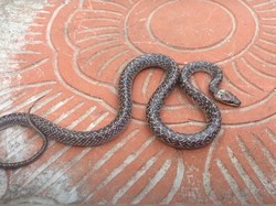 Warga Jakbar Kaget Ular Cecak Keluar dari Tembok WC, Damkar Evakuasi