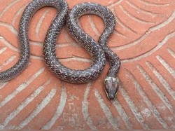 Damkar Jakbar Evakuasi Ular Cecak dari Tembok WC Warga