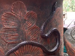 Musim Hujan Tiba, Waspada Telur Ular Menetas