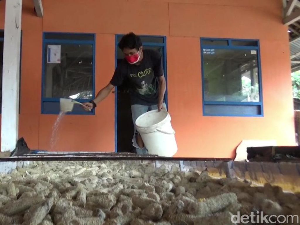 Warga Subang Berhasil Manfaatkan Bonggol Jagung untuk Budidaya Jamur Warga Subang Berhasil Manfaatkan Bonggol Jagung untuk Budidaya Jamur