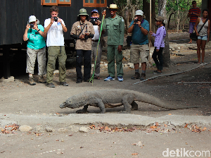 6 Bulan Dibuka, Jalur Trekking Kerora di TN Komodo Hanya Dikunjungi 10 Turis 6 Bulan Dibuka, Jalur Trekking Kerora di TN Komodo Hanya Dikunjungi 10 Turis