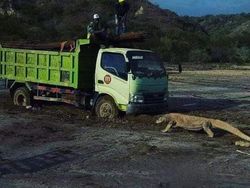 Cegah Komodo Masuk Area Proyek, KLHK Sebut 10 Ranger Disiagakan