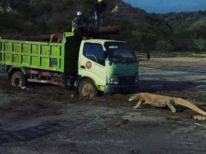 Komodo Vs Truk Proyek Sampai Kolam Ikan Cantik di Klaten Komodo Vs Truk Proyek Sampai Kolam Ikan Cantik di Klaten