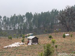 BPBD Ungkap Perambahan Hutan Brebes: Hutan Lindung Terang Benderang