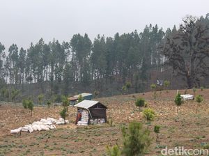 BPBD Ungkap Perambahan Hutan Brebes: Hutan Lindung Terang Benderang BPBD Ungkap Perambahan Hutan Brebes: Hutan Lindung Terang Benderang