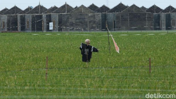 Maraknya Lahan Sawah Ditanami Perumahan
