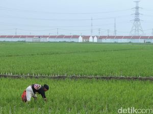 Indonesia Resesi, Sektor Pertanian Masih Tumbuh 2,15%