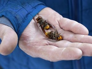 Sarang Tawon Pembunuh di AS Mulai Diberantas