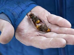 Sarang Tawon Pembunuh di AS Mulai Diberantas