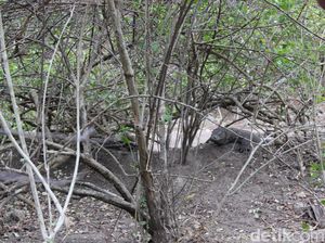 Komodo Punya Cara Unik untuk Kawin