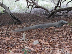 UNESCO Minta Pembangunan di TN Komodo Disetop, KLHK: Enggak Bisa Dong!