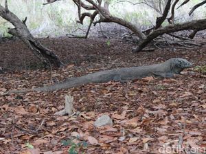 UNESCO Minta Pembangunan di TN Komodo Disetop, KLHK: Enggak Bisa Dong! UNESCO Minta Pembangunan di TN Komodo Disetop, KLHK: Enggak Bisa Dong!