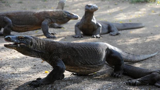 TO GO WITH Indonesia-animals-environment-tourism FEATURE by Jerome RivetA photo taken on December 3, 2010 shows Komodo dragons on Rinca island part of the protected area of Komodo National Park. They don't breathe fire but Komodo dragons -- the largest lizards in the world -- can kill a buffalo or any one of the intrepid tourists who flock to their deserted island habitats. Three metres (10 feet) long and weighing up to 70 kilograms (150 pounds), Komodo dragons are lethargic, lumbering creatures but they have a fearsome reputation for devouring anything they can, including their own. AFP PHOTO / ROMEO GACAD (Photo by Romeo GACAD / AFP)