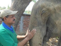 Kenalkan Sarma, Dokter Gajah dari India