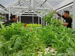 Distro Sepi, Pemiliknya Tanam Sayur di Atap untuk Bertahan Selama Pandemi