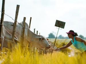 Sembawa Rasa Selandia Baru