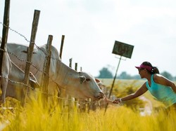 Sembawa Rasa Selandia Baru