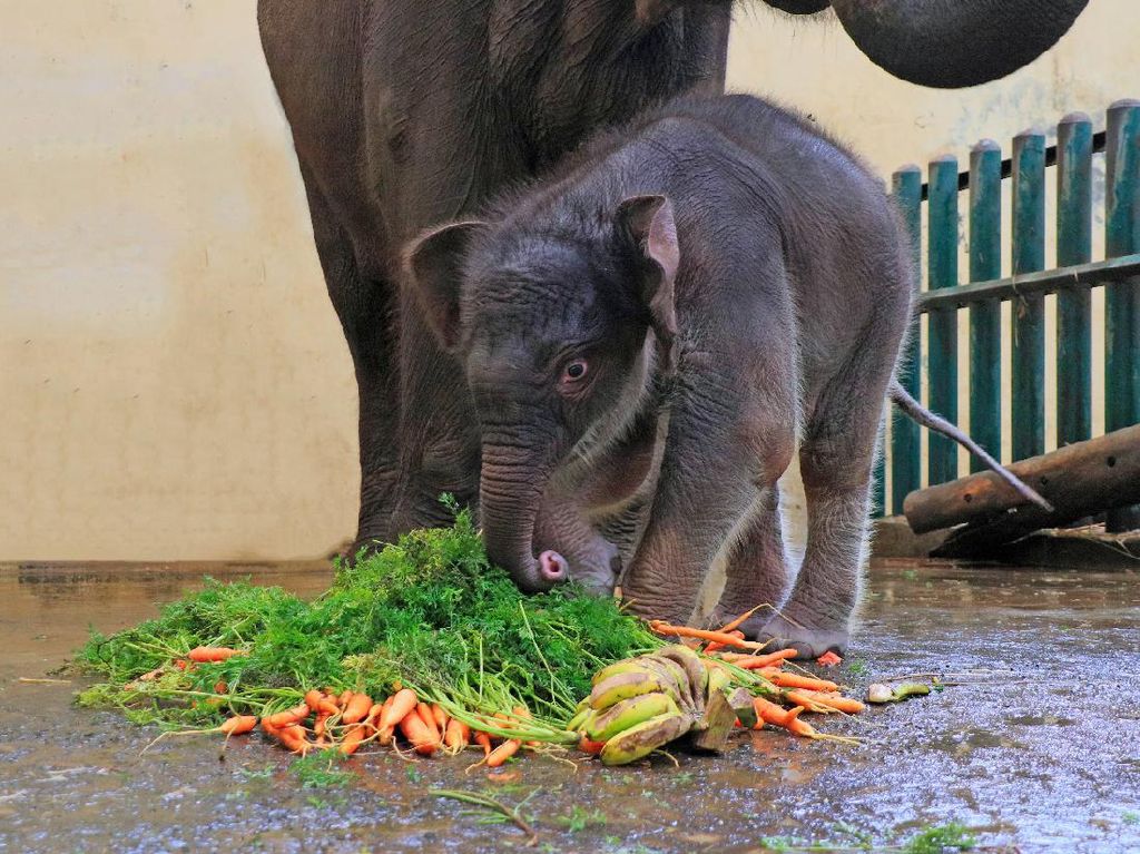 Menggemaskan! Ini Bayi Gajah Bernama Covid di Taman Safari Bogor