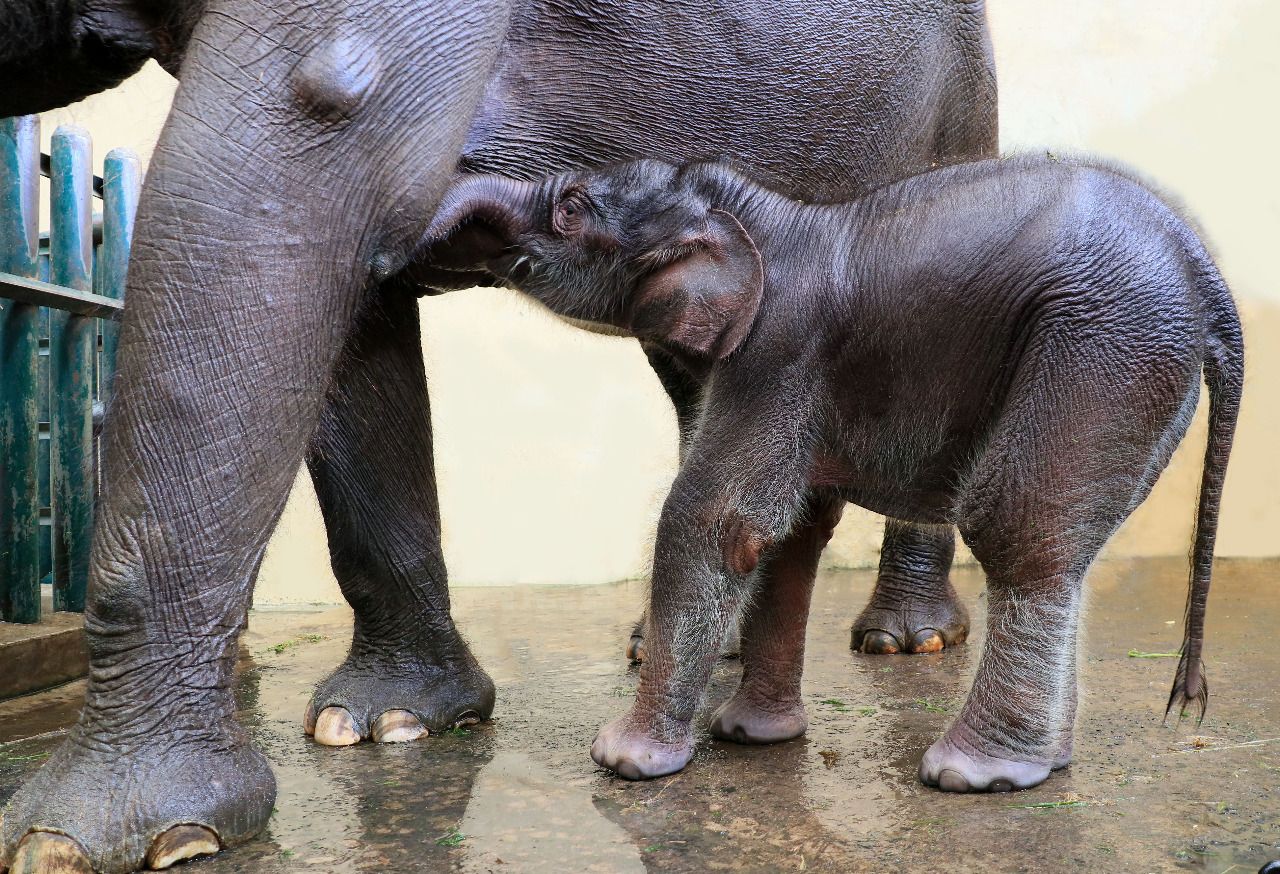 Covid menjadi nama yang dipilih untuk seekor bayi gajah. Dia merupakan bayi gajah Sumatera (Elephas Maximus Sumatranus). Covid lahir pada Selasa, 28 April 2020. Kelahiran  Covid menambah jumlah gajah yang ada di Taman Safari Bogor