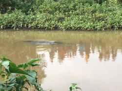 Buaya Muncul di Sungai Way Penet Lampung Bikin Heboh Warga, Ini Kata TNWK