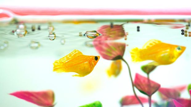 ikan hias air tawar molly Little Molly fish, Poecilia latipinna in fish tank or aquarium, underwater life concept.
