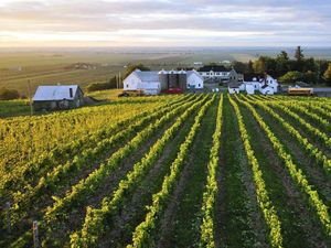 Pencuri Gasak 0,5 Ton Anggur Senilai Rp 18,1 Miliar, Petani Bete