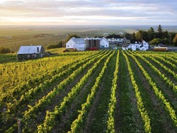 Pencuri Gasak 0,5 Ton Anggur Senilai Rp 18,1 Miliar, Petani Bete