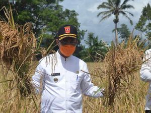 Sektor Pertanian Jadi Prioritas Program Kerja Nasrul Abit-Indra Catri