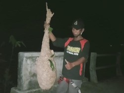 Hii! Panjang Sarang Tawon Vespa di Klaten Ini Capai 1,5 Meter