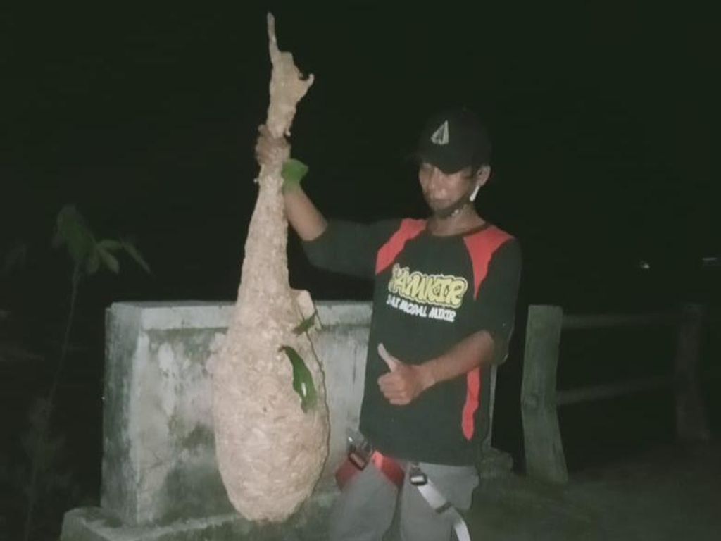 Hii! Panjang Sarang Tawon Vespa di Klaten Ini Capai 1,5 Meter Hii! Panjang Sarang Tawon Vespa di Klaten Ini Capai 1,5 Meter