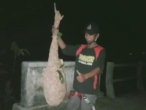 Hii! Panjang Sarang Tawon Vespa di Klaten Ini Capai 1,5 Meter Hii! Panjang Sarang Tawon Vespa di Klaten Ini Capai 1,5 Meter