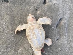 Ternyata Ada Penyu Berwarna Putih, Ditemukan di AS Ternyata Ada Penyu Berwarna Putih, Ditemukan di AS