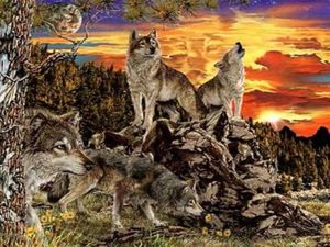 Tes Kepribadian: Ada Berapa Serigala yang Kamu Lihat Dalam Gambar?