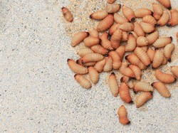 Ulat Sagu, Kuliner Ekstrem Indonesia yang Tinggi Protein