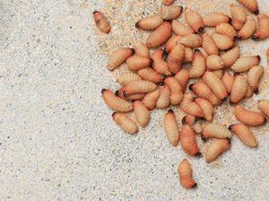 Ulat Sagu, Kuliner Ekstrem Indonesia yang Tinggi Protein Ulat Sagu, Kuliner Ekstrem Indonesia yang Tinggi Protein