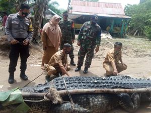 Buaya Raksasa Ditangkap di Babel, Camat: Ada Korban Diserang